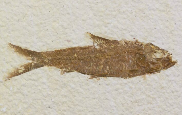 Bargain Knightia Fossil Fish - Wyoming #41137